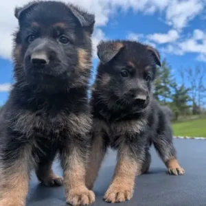Qualitäts-Schäferhund Welpen – Show- & Arbeitslinie