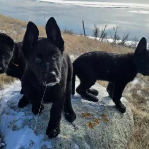 Schwarze Deutsche Schäferhund Welpen – 1 Hündin verfügbar