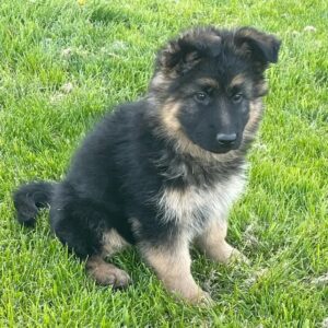 Langhaar Schäferhund Welpen – KC-registriert